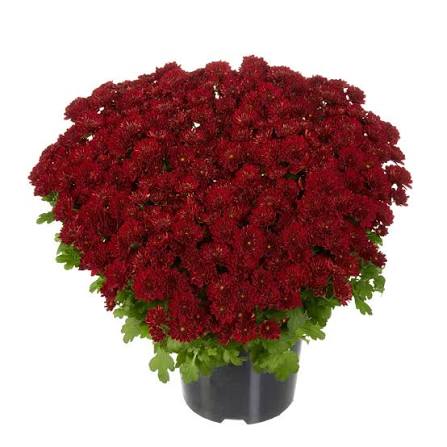Mum Power Red