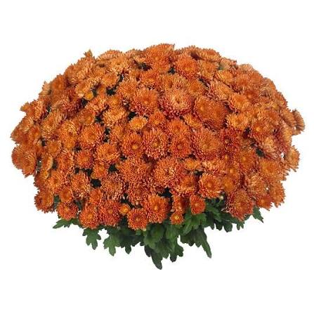 Mum Reef Bronze