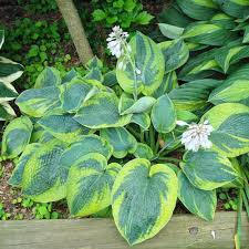 Hosta "Frances Williams"