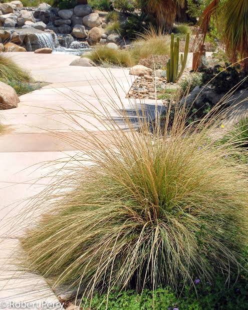 Muhlenbergia Rigens