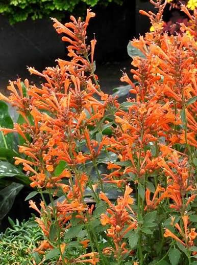 Agastache Kudos Manadarin