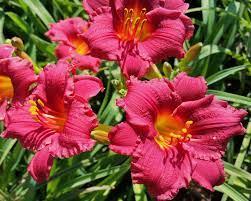 Daylily "Cranberry Baby"
