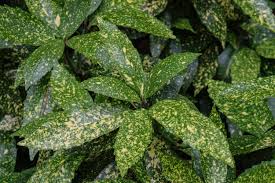 Aucuba japonica 'Gold Spot'