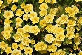 Calibrachoa "Double Yellow"