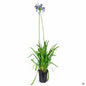 Agapanthus "Storm Cloud"