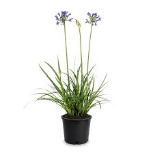 Agapanthus "Peter Pan"
