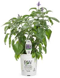 Salvia Rockin' "Playin the Blues"