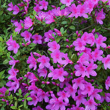 Azalea "Formosa"