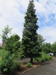 Calocedrus "Decurrens"