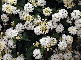 Lantana M. White