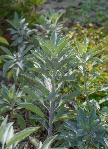 Salvia Apiana