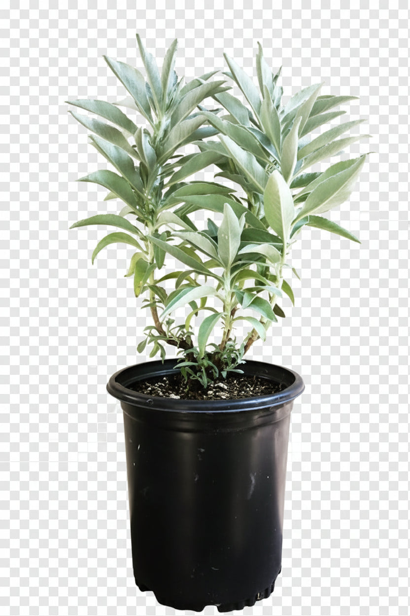 Salvia Apiana
