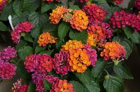 Lantana "Little Lucky Hot Pink"