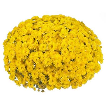 Mum Cruise Yellow