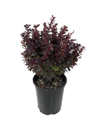 Berberis Concorde
