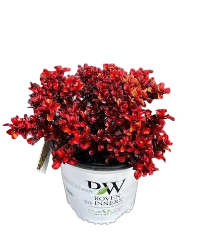 Coprosma Wax Wings Orange