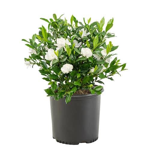 Gardenia August Beauty