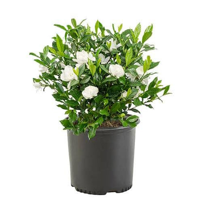 Gardenia August Beauty