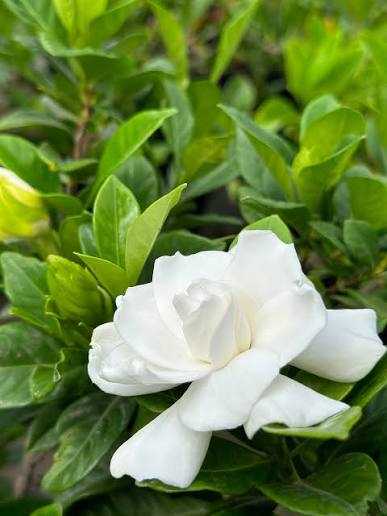 Gardenia Vetchii