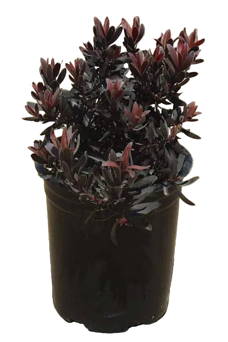 Leucadendron Ebony