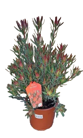 Leucadendron Red Gem