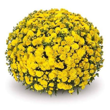 Mum Cruise Yellow