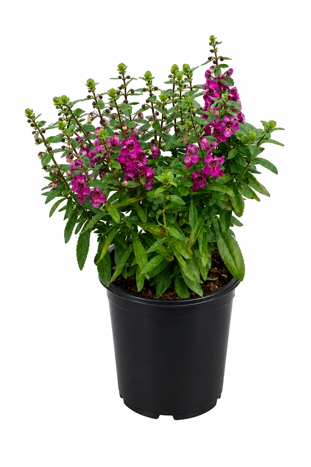 Angelonia Arc. Raspberry