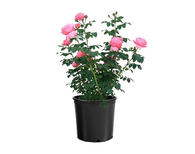 Rose Leonardo da Vinci'
