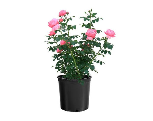 Rose Leonardo da Vinci'