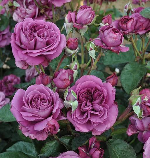 Rosa Sunbelt Plum Perfect