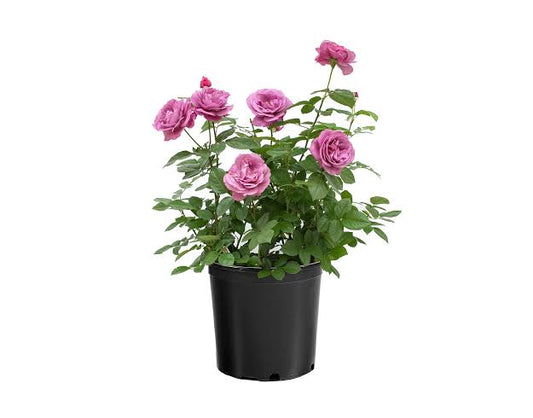 Rosa Sunbelt Plum Perfect