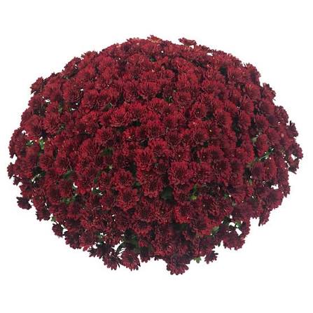 Mum Power Red