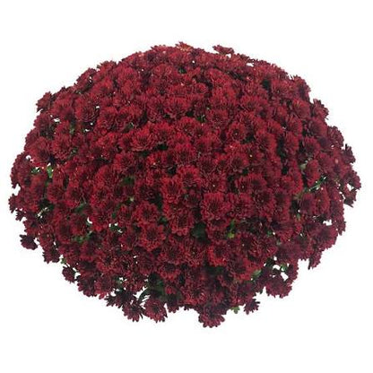 Mum Power Red