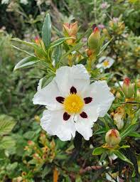 Cistus 'Ladanife'