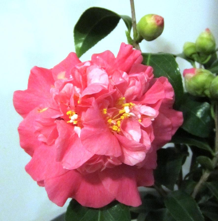 Camellia "Kumasaka"