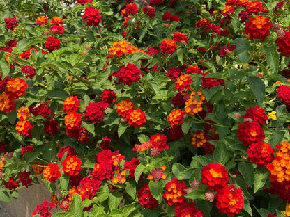 Lantana "Dallas Red"