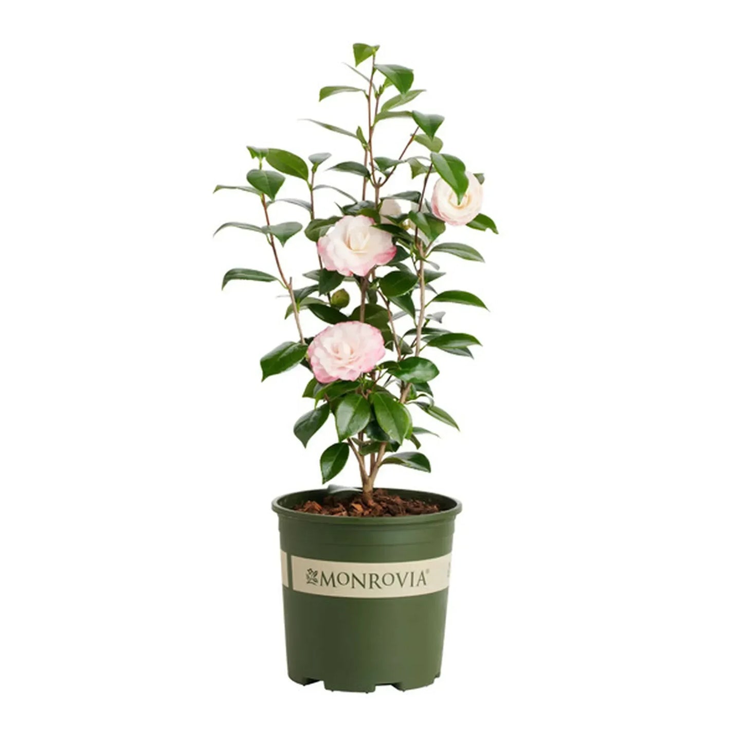 Camellias Nuccio Gem
