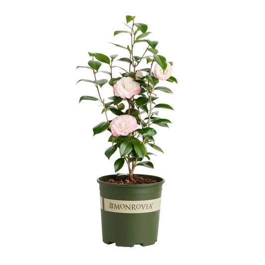 Camellias Nuccio Gem