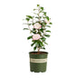 Camellias Nuccio Gem
