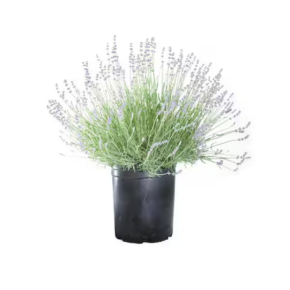 Lavender Provence