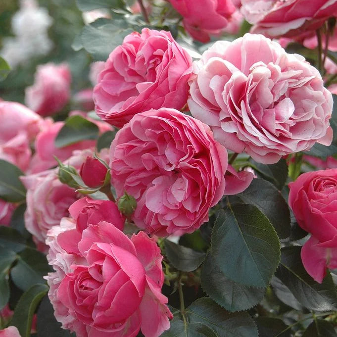 Rose Leonardo da Vinci'