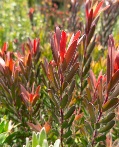 Leucadendron Red Gem