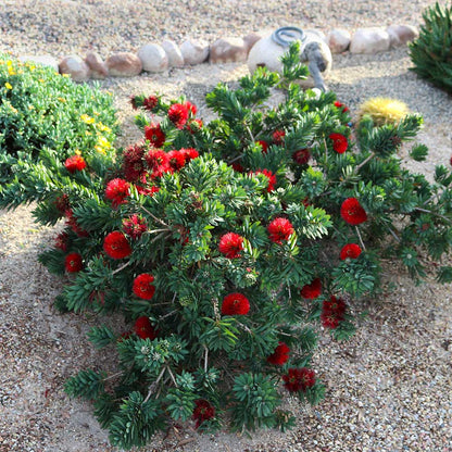 Callistemon "Little John"