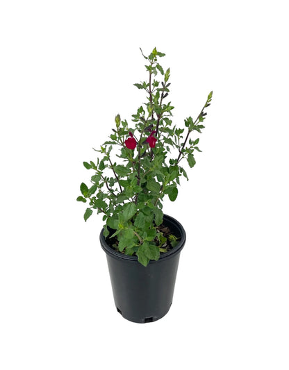 Salvia Killer Cranberry
