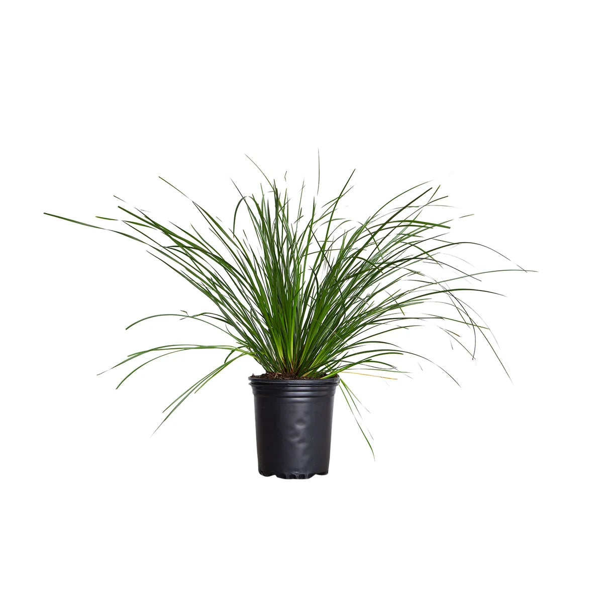 Lomandra Longifolia