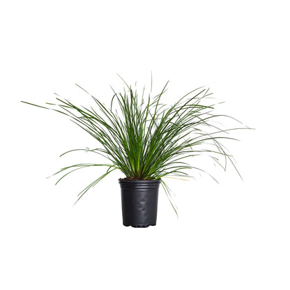 Lomandra Longifolia