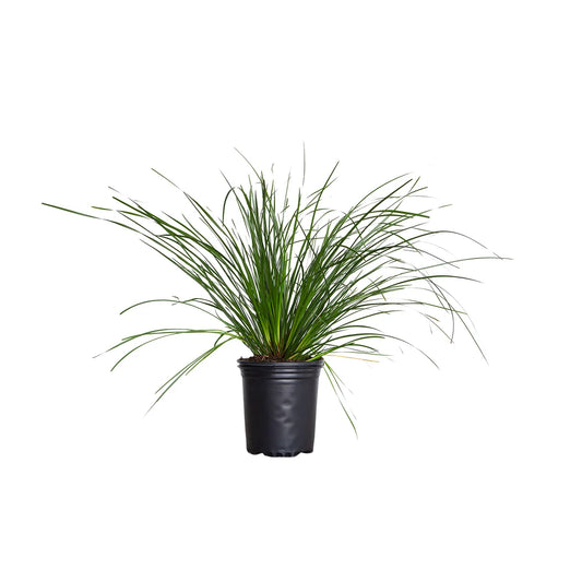 Lomandra Longifolia