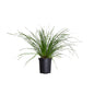 Lomandra Longifolia