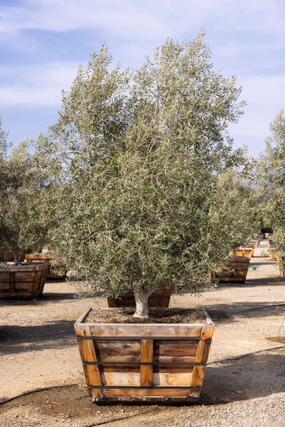 Olea "Arizona Fruitless"