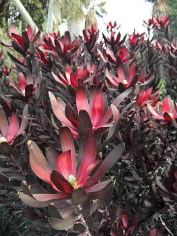 Leucadendron Ebony